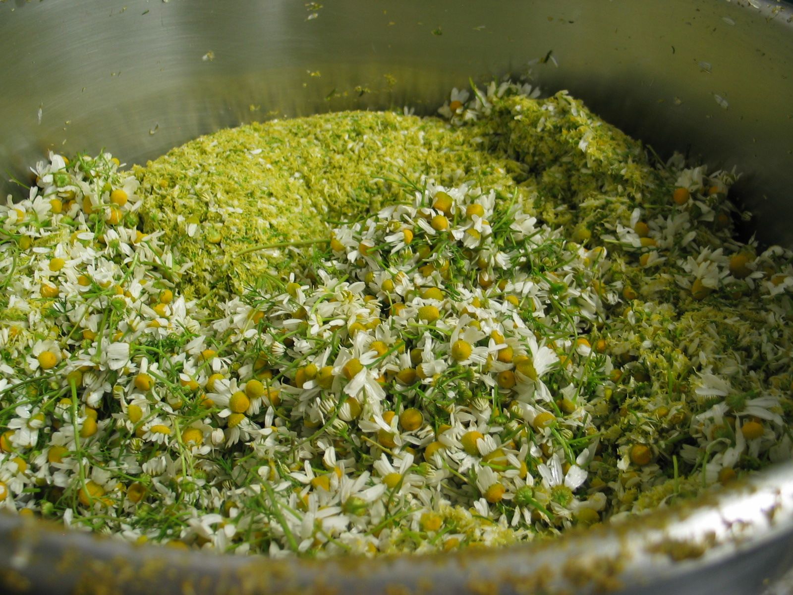 Fresh Chamomile in our vertical cut mixer