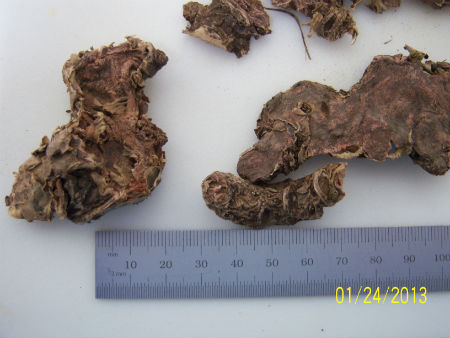 Rhodiola root dried