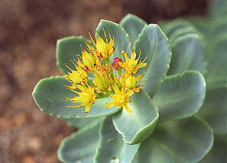 Rhodiola is so rugged, it looks a bit like a succulent.