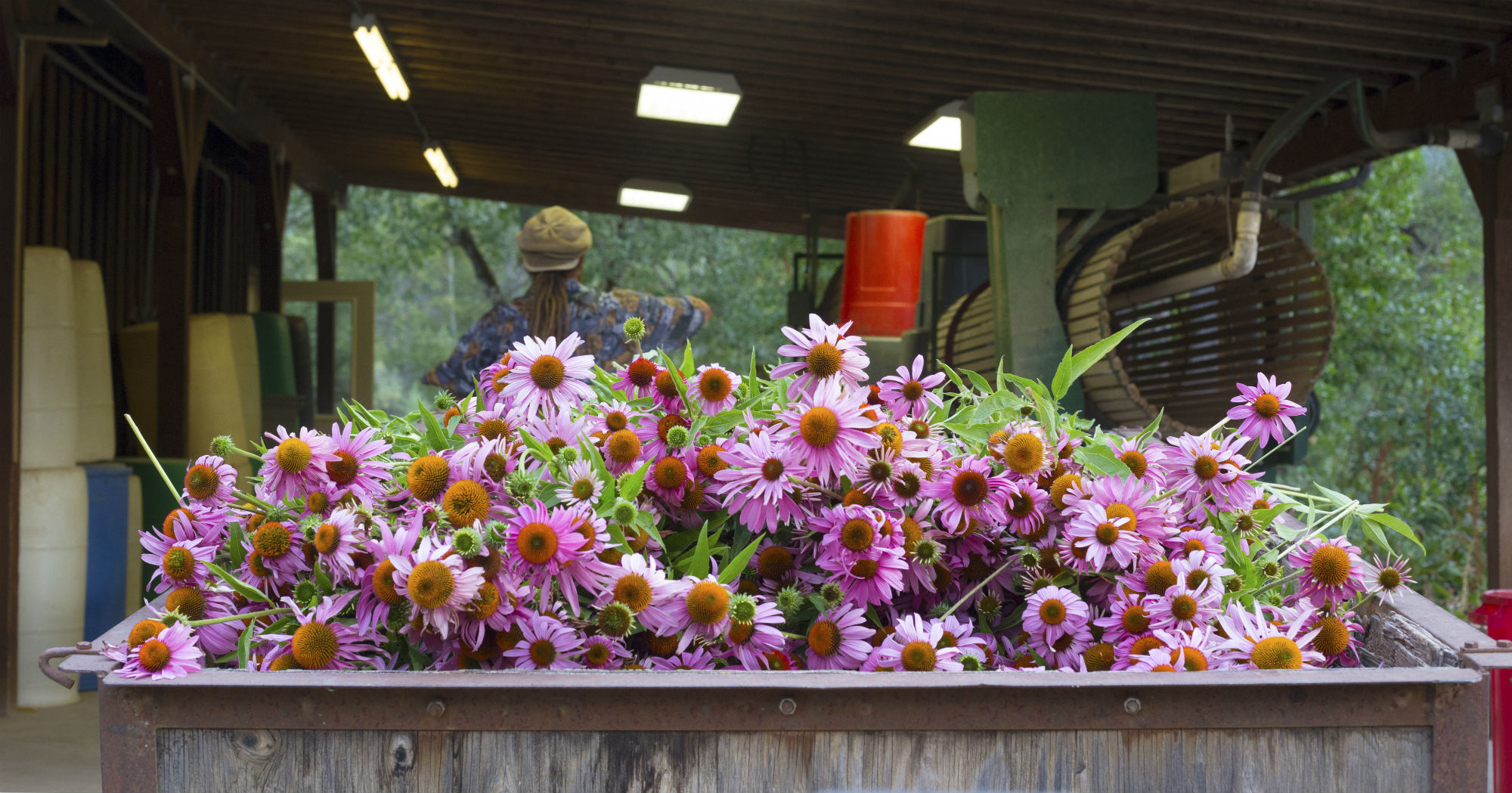 Taking the Echinacea to the barn