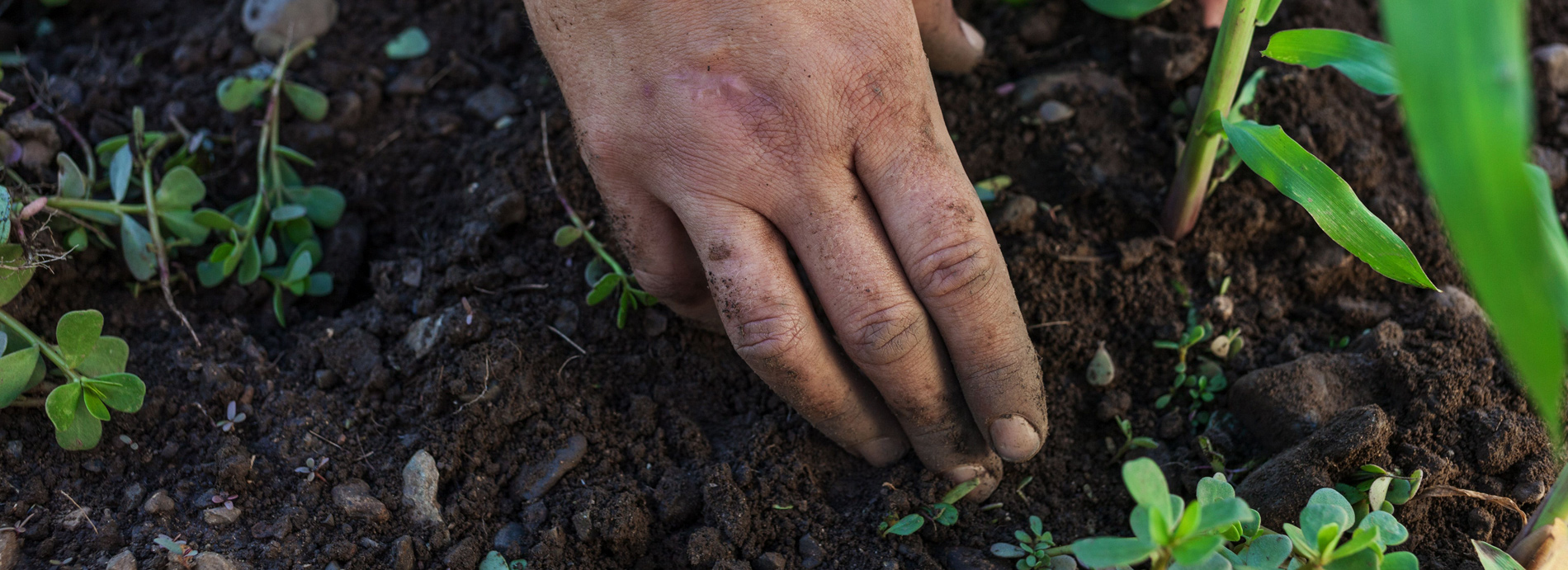 carefully hand weeding around young plants